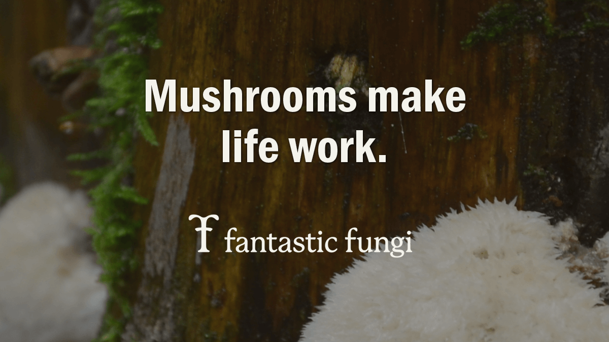 Watch Fantastic Fungi’s Special Event Edition for free! Personal Empowerment Today